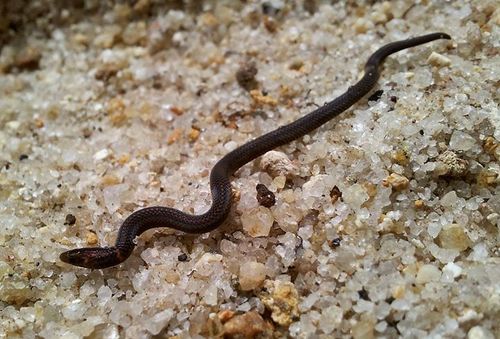 Cantor's Dwarf Reed Snake (Pseudorabdion longiceps) - Snakes and Lizards