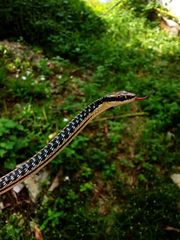 Dendrelaphis pictus