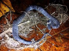 Pareas margaritophorus