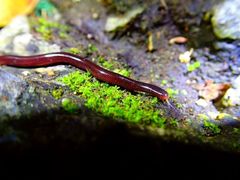 Indotyphlops braminus