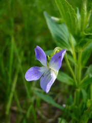 Viola elatior