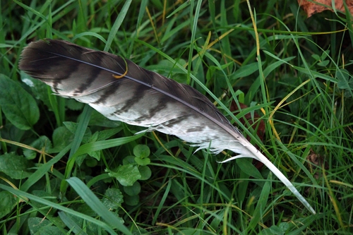 Red-tailed Hawk photographed in West Virginia