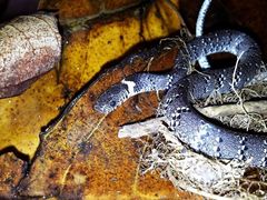 Pareas margaritophorus