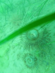 Sabella penicillus image