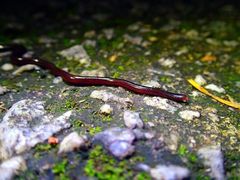 Indotyphlops braminus