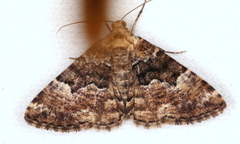 Aporoctena scierodes