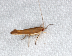 Glaphyristis marmarea