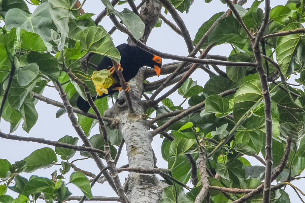 Long-Tailed Myna