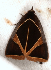 Agamana conjungens