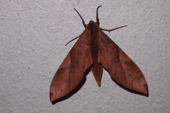 Clanis bilineata