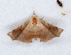 Esthlodora versicolor