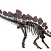 Stegosaurus - Photo (c) 
Susannah Maidment et al. & Natural History Museum, London, μερικά δικαιώματα διατηρούνται (CC BY)