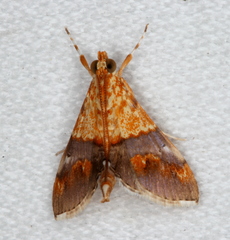 Tetracona amathealis