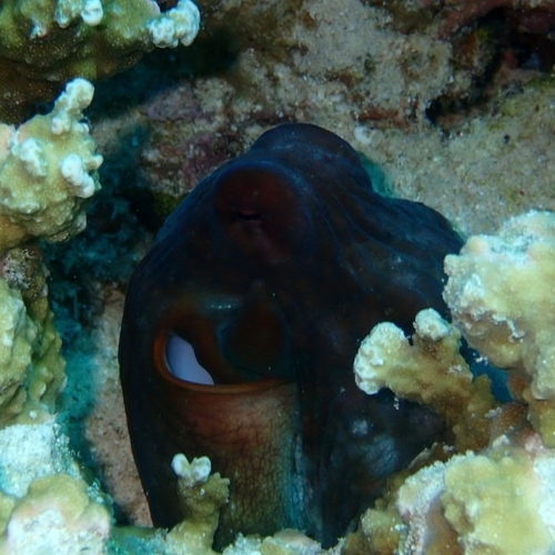 Day Octopus — seen at this dive site