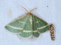 Mixocera latilineata