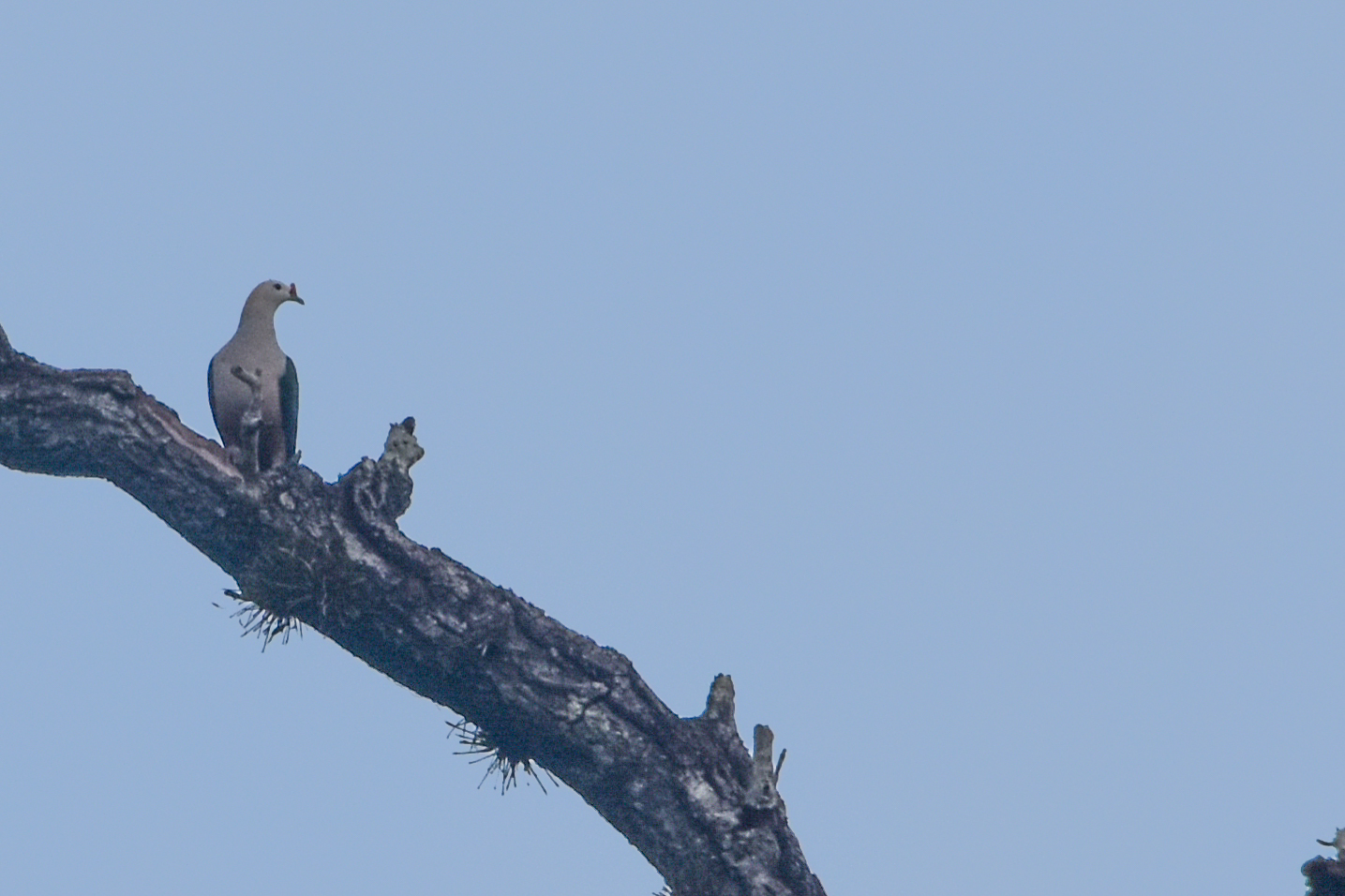 Red-knobbed Imperial Pigeon (Ducula rubricera), photo 3