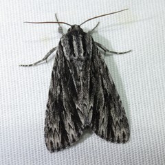 Acronicta edolata