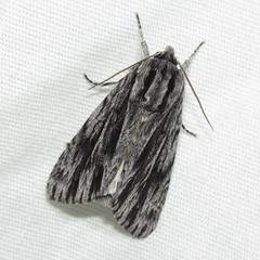 Acronicta edolata