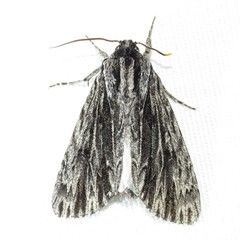 Acronicta edolata