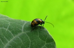 Gallerucida bifasciata