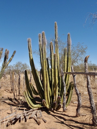 Pachycereus schottii