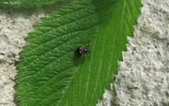 Gallerucida bifasciata