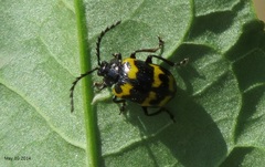 Gallerucida bifasciata