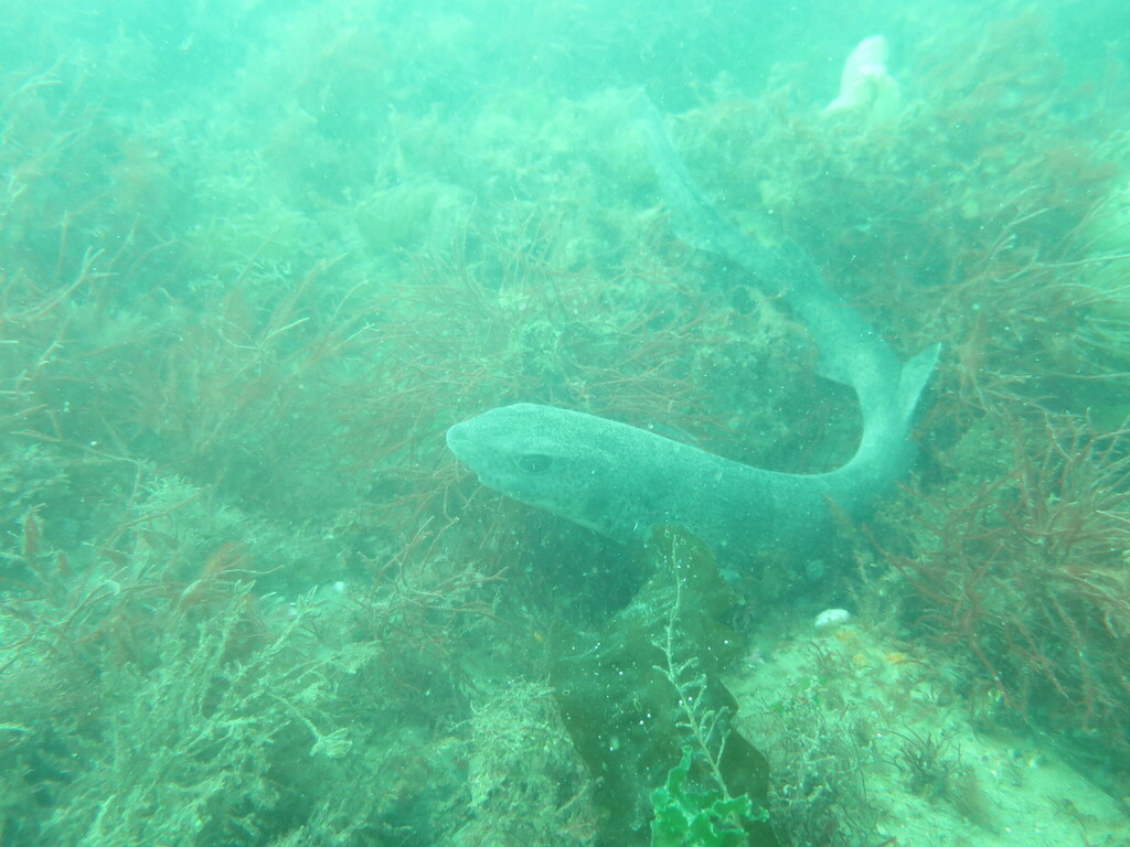 Smallspotted Catshark from Torquay, UK on October 7, 2023 at 1245 PM
