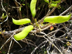 Denisophytum madagascariense