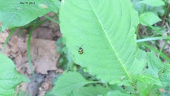 Gallerucida bifasciata