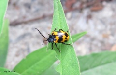 Gallerucida bifasciata