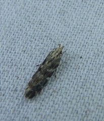 Otonoma anemois