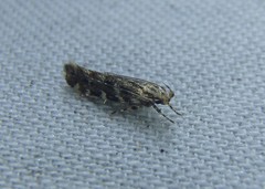 Otonoma anemois