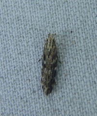 Otonoma anemois