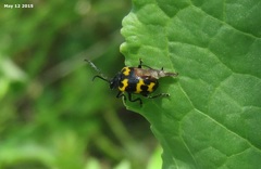 Gallerucida bifasciata