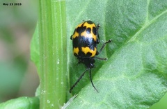 Gallerucida bifasciata