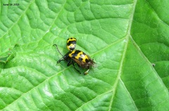 Gallerucida bifasciata