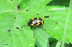 Gallerucida bifasciata