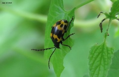 Gallerucida bifasciata