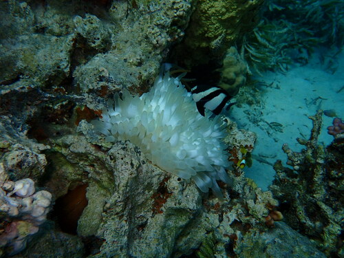 Indian Ocean Humbug — seen at this dive site