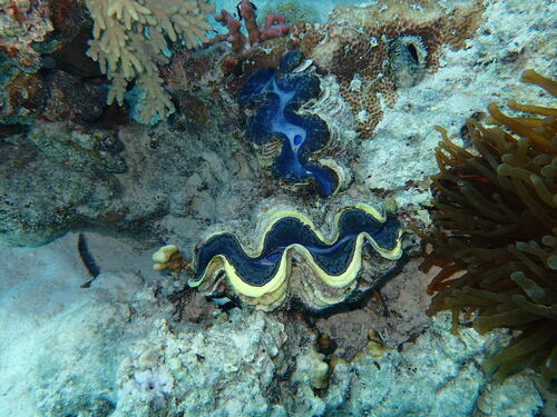 Small Giant Clam — seen at this dive site