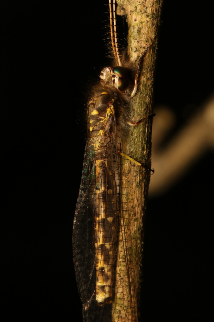 Ameropterus versicolor