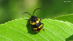 Gallerucida bifasciata
