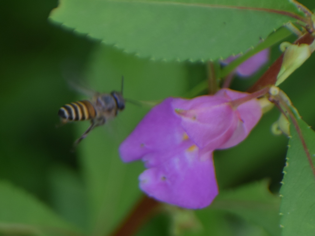 Indian Honey Bee from Jambhul Vihar, Jawhar, Maharashtra 401603, India