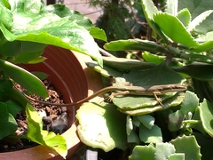 Takydromus formosanus