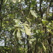 Magnolia rzedowskiana - Photo (c) Juan Cruzado Cortés, algunos derechos reservados (CC BY-SA), subido por Juan Cruzado Cortés
