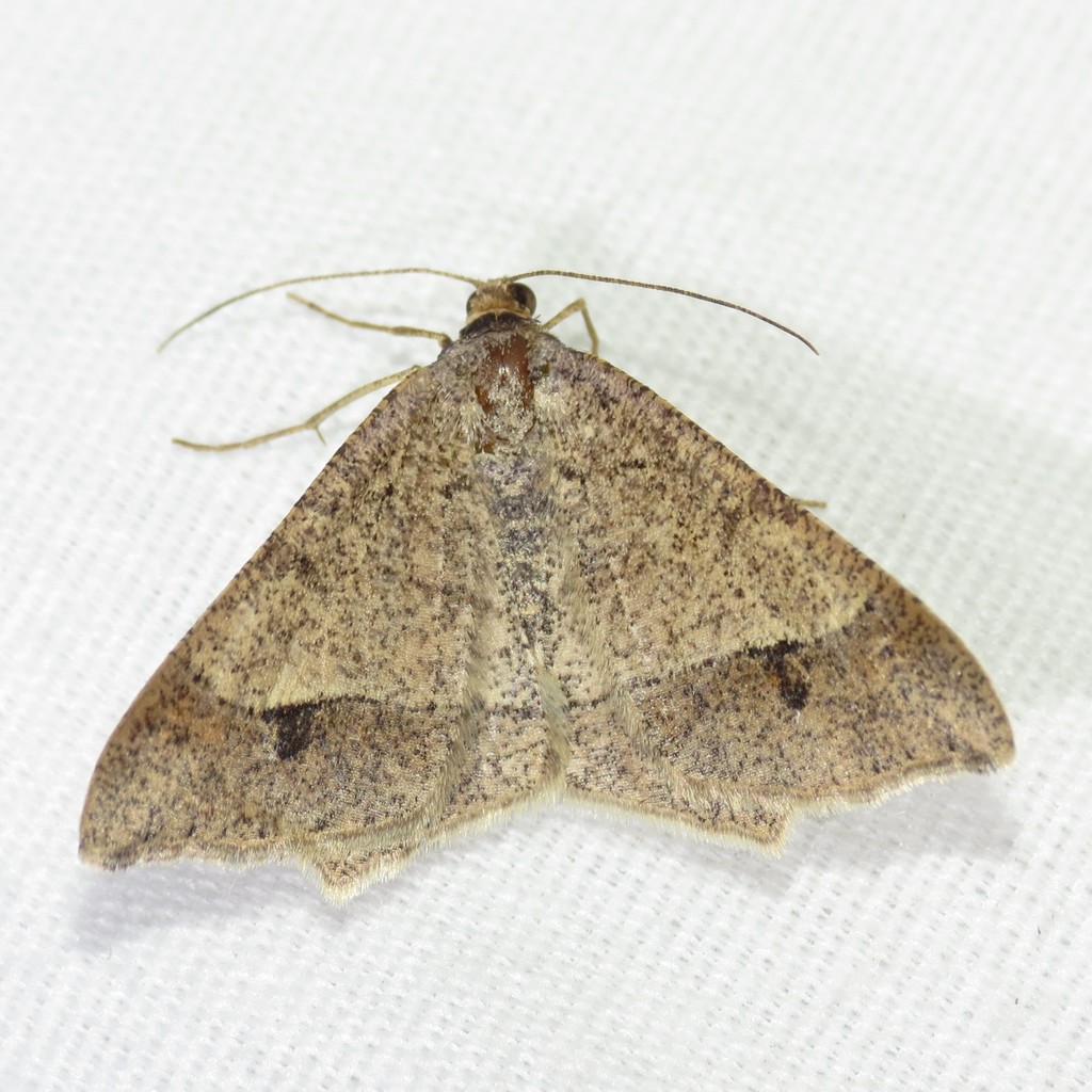 Psamatodes everiata