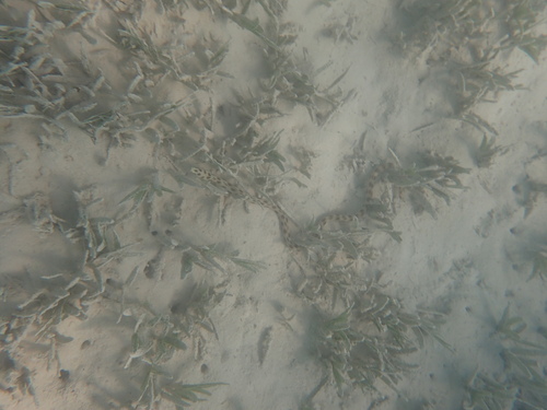 Tiger Snake Eel — seen at this dive site