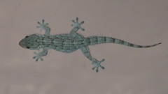 Tarentola mauritanica