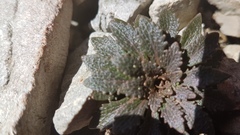 Notothlaspi rosulatum